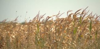 Danas počinje javna rasprava o izmenama Zakona o podsticajima