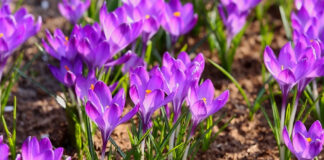 Krokus – Idealno cveće za rano proleće