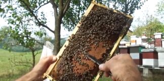 Septembar na pčelinjaku