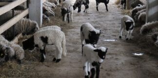 Zabranjen uvoz i provoz ovaca i koza radi sprečavanja širenja kuge malih preživara