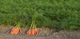 Uzgoj šargarepe i peršuna u negrejanom plasteniku za ranu berbu