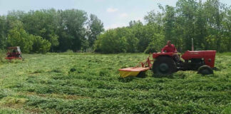 Lucerka pred zimu – Sačuvajte dobar prinos