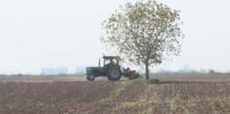 Pšenica sa tavana zauzeće barem 50 odsto površina