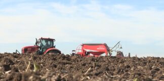 Agrotehnika u setvi pšenice ove jeseni