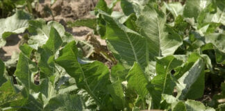 Ren – Mnogi ga vole jer je bogat vitaminima