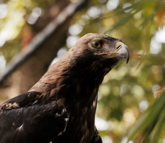 Centar za hitno zbrinjavanje i rehabilitaciju povređenih ptica grabljivica na planini Jadovnik