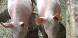 Proizvođači svinja nadaju se boljoj ceni