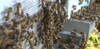 Pčelinji otrov – Najskuplji pčelinji proizvod