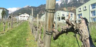 Zimsko mirovanje vinove loze – Šta treba znati?