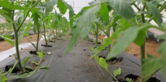 Plastenik – Potrebne količine vode