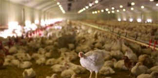 Produžen rok za podnošenje zahteva za podsticaje za genetičke resurse do 30.12.