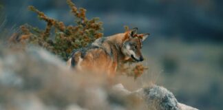 Loša vest za evropske vukove – Smanjen stepen zaštite ovih životinja