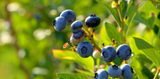 Borovnica – Biologija rasta i uslovi okruženja