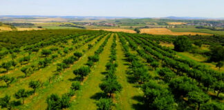Podizanje voćnjaka – Značaj rasporeda sorti voćnih zasada