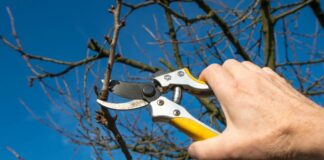 Šta se i kako orezuje zimi?