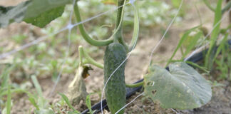 Šta treba znati o proizvodnji kornišona za otkup