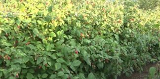 Proizvođači traže unapred cenu maline – Ne možemo da radimo džabe