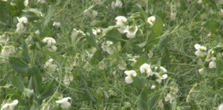 Jari stočni grašak za visoki prinos zelene mase