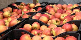 Tokom 2024. čak 165 pošiljki hrane zaustavljeno na srpskoj granici