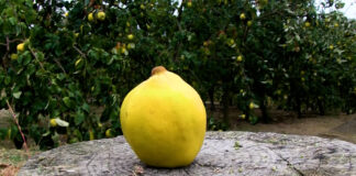 Dunja – Kako izabrati sortu?