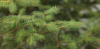 5 načina da ,,reciklirate” svoju novogodišnju jelku