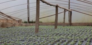 Kako izabrati pravo seme za proizvodnju povrća?