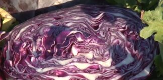 Zašto uzgajati sve popularniji ljubičasti kupus?