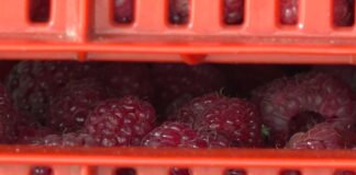 Martinović pozvao otkupljivače malina da proizvođačima doplate razliku do 300 dinara