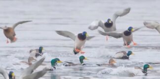 Međunarodni popis ptica vodenih staništa trajaće do 31. januara