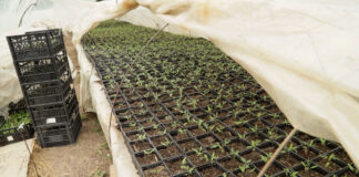 10 saveta za uzgoj rasada paradajza u vašoj bašti