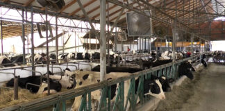Proizvođačima mleka ne treba radna grupa, već sistemsko rešenje