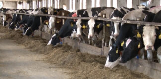 Proizvođači mleka traže prelevmane na biljni sir ili sledi totalna blokada saobraćaja