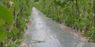 Sadnja dunje – Važni saveti za pravilno podizanje savremenog zasada