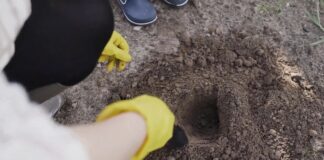 Šta se sadi u januaru