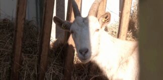 U Srbiji nije potvrđen nijedan slučaj slinavke i šapa