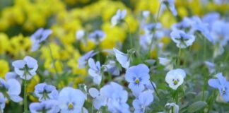 Proizvodnja cveća u plastenicima bez grejanja