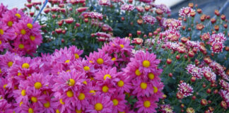 Rast potrošnje cveća u Srbiji