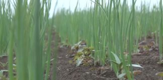 Mladi luk mora da bude i atraktivan za oko kupca