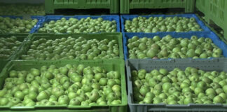 Uticaj ugljen dioksida na uskladištene jabuke