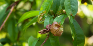 Kovrdžavost lista breskve