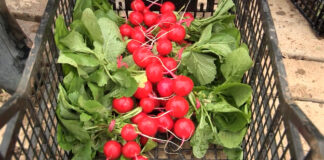 Rotkva – Povrće koje mnogo vredi