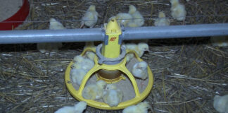 Tov pilića – Priprema prostora, hranjenje, napajanje