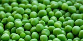 Setva graška u rano proleće