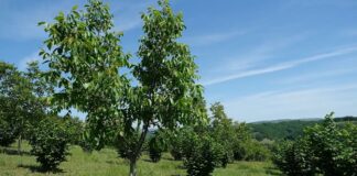 Kako pravilno započeti plantažni uzgoj lešnika