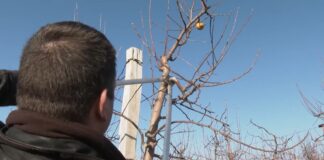 Za rezidbu jabuka treba vam stručnjak