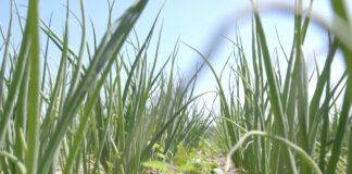 Za šta se opredeliti u proizvodnji crnog luka – Arapadžik ili seme?