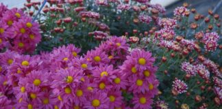 Cvećari i tokom zime rade punom parom