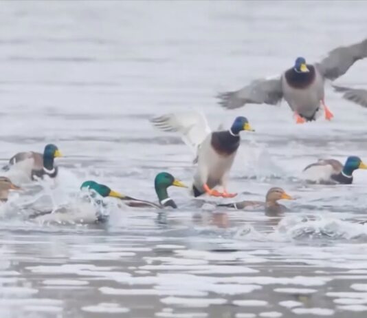 Društvo za zaštitu i proučavanje ptica Srbije – Obezbedite dom pticama
