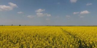 Koje količine đubriva su potrebne za prihranu uljane repice?