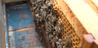 Radovi u pčelinjaku tokom februara